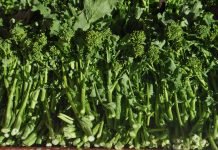 Friarielli: cosa sono e ricette tipiche friarielli-foto