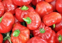 Papaccelle: origini, curiosità, conservazione e ricette papaccelle