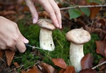 Dove raccogliere funghi in Campania dove raccogliere funghi in campania