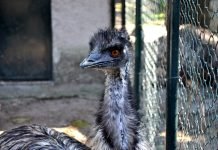 Zoo di Napoli: storia e curiosità zoo di napoli